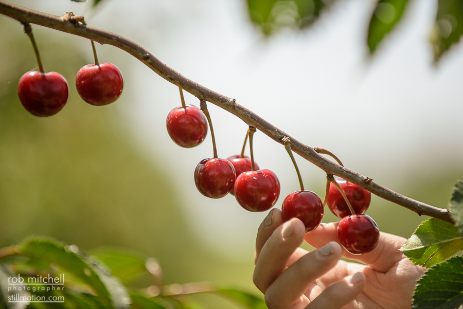 Cherry plucking weekend for Liefmans